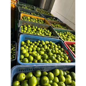 Top Product Natural And Vitamin Rich Frozen Calamansi Supports Immunity And Digestion Selling At Factory Price - Product Image 3