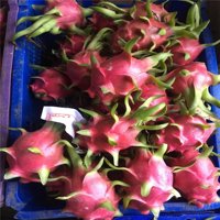 Hot Selling Vietnam Frozen Dragon Fruit Slice White /Frozen Pitaya From Vietnam