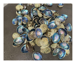 Coquilles d'ormeau en vrac pour créations artistiques, coquilles d'ormeau naturelles brutes pour la décoration de bijoux, provenant de fournisseurs vietnamiens, offre compétitive - Product Image 5