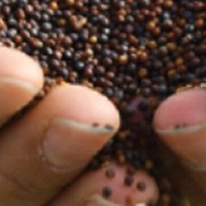 Graine de canola biologique à haute teneur en huile pour le traitement - Product Image 4