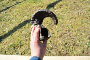 Shofar de cuerno de carnero natural auténtico para las ceremonias judías de Rosh Hashanah y Yom Kippur, Shofar de cuerno de carnero pulido hecho a mano - Product Image 3