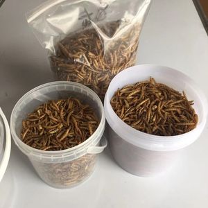 Gusanos de harina vivos naturales para animales pequeños/Katty - Product Image 1