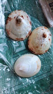 Concha de Lapa de alta calidad de Vietnam a buen precio | Carcasa de lactancia de mama pulida - Product Image 6