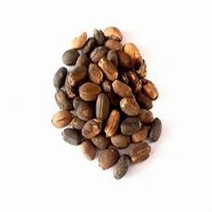 Vente en gros de graines de jatropha séchées biologiques Produit agricole pour exportation dans le monde entier - Product Image 3