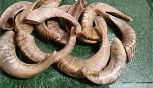 Cuerno natural de oveja - Product Image 4