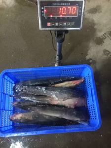 Bevroren Vis Chinese Meerval Groothandel Afrikaans Voedsel Hele Ronde Grote Maat Bevroren Meerval Kweek - Product Image 5