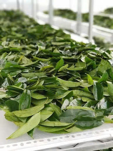 Hoja de Guanábana Seca 100% Natural / Hojas Secas Orgánicas de Vietnam en Bolsa para Adultos - Sra. Laura - Product Image 2