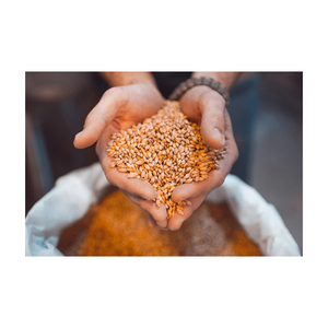 Options alimentaires riches en protéines pour les poissons et les porcs Type de grains et de semences Orge maltée en vrac pour la nutrition animale durable - Product Image 2