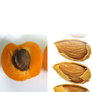 <b>Apricot</b> <b>Kernels</b> | Long Shelf Life with Sealed Bulk Packaging - Product Image 1