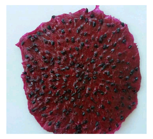 Fruit du dragon séché naturel du Vietnam pour la transformation alimentaire et les acheteurs d'exportation mondiaux - Product Image 1