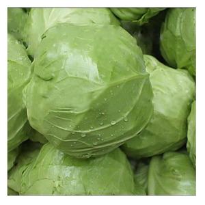 Chou Vert Frais Biologique de Haute Qualité 20kg Portugal à Bas Prix - Product Image 5