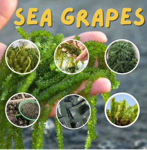 Algas Marinas Frescas de Vietnam de Alta Calidad, Caviar Verde Orgánico a Granel - Product Image 6