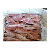 Mullet Rojo Congelado, Suministro al por Mayor, Pescado Congelado Premium para Supermercados en Todo el Mundo