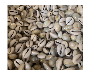 CONCHAS COWIRE DORADAS AL POR MAYOR CON ALTA CALIDAD Y MEJOR VENDEDOR PRECIO COMPETITIVO DE VIETNAM - Product Image 1