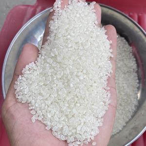 Arroz Blanco Japonés de Grano Corto Limpiado con Sortex de Alta Calidad, 3% de Grano Partido, Textura Dura, Uso en Alimentos Secos, Vietnam OEM +8498215 - Product Image 1