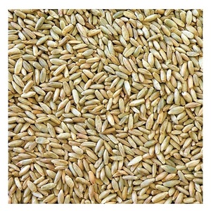 Mejor Precio de Fábrica de Granos de Centeno Orgánico Natural Disponible en Grandes Cantidades - Product Image 5