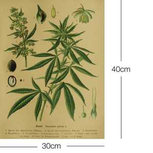 Póster Artístico Educativo Vintage de Cáñamo (Cannabis Sativa L.) - Serie de Impresiones Artísticas - Product Image 2