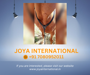 Plastron pour chevaux - Collier de poitrail à canal vide pour chevaux - Martingale de course - Plastron en cuir rembourré - Plastron brillant - Product Image 2