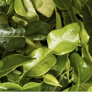 Feuilles de citron vert kaffir vietnamien feuilles de citron vert kaffir séchées fraîches de haute qualité meilleur prix - Product Image 6