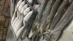 ปลากระเบนแปซิฟิกแช่แข็ง IQF บรรจุภัณฑ์แบบขายส่ง อายุการเก็บรักษา 12 เดือน ราคาถูก - Product Image 4