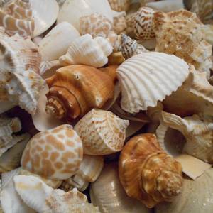 Coquille de mer séchée de qualité supérieure, prix compétitif, coquillages de mer du Vietnam, aquarium, décoration de la maison, en vrac - Product Image 3