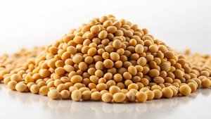 Soja jaune biologique durable, séché, non-OGM, en vrac, récolte naturelle pour les acheteurs mondiaux - Product Image 2