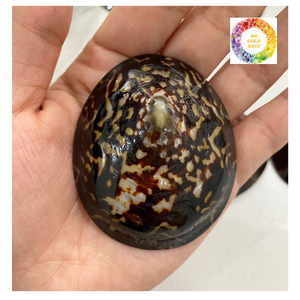 เปลือกหอยลิมเพตสะอาดแบบพรีเมี่ยมจากเวียดนามผู้จำหน่ายสำหรับงานศิลปะในตู้ปลาและของตกแต่งบ้าน - Product Image 6