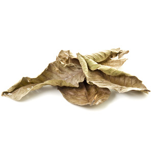 Hoja de guayaba seca de calidad superior, hojas de guayaba naturales baratas para exportación a granel - Product Image 6