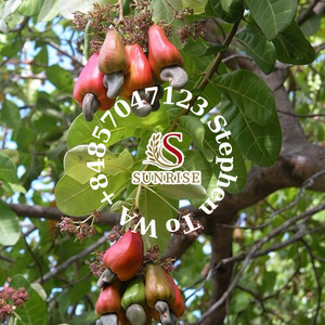 Anacardos Vietam BB/SP/LP/W180/W240/W320/W450 OEM paquete personalizado-WA (+ 84) 857047123 - Mr. Stephen - Product Image 5