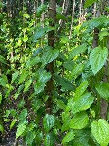 INMUNIDAD BETEL VERDE/INGREDIENTES PUROS/TIERRA-FORMULADO - Product Image 2