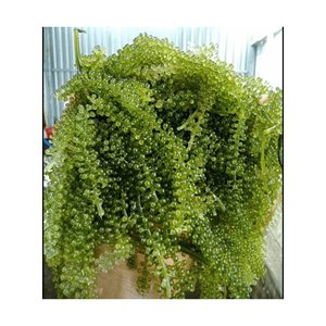 ALGUES DE QUALITÉ SUPÉRIEURE-FRUITS DE MER/RAISINS DE MER AU MEILLEUR PRIX-RAISINS DE MER FRAIS ET SÉCHÉS AU VIETNAM À PARTIR DE 99GD - Product Image 3