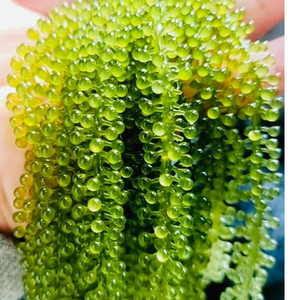 PROVEEDOR LÍDER-UVA DE MAR FRESCA | CAVIAR VERDE DE VIETNAM AL MEJOR PRECIO - Product Image 4