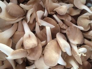 Nutrientes ricos Seta de ostra seca/Seta seca de Vietnam Producto de alta calidad - Product Image 5