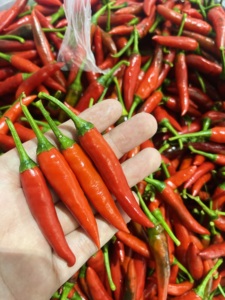 Especias Vietnamitas Premium, Chile Rojo Tailandés Fresco, Chile Ojo de Pájaro Picante de Primera Calidad, Precio al por Mayor - Product Image 6