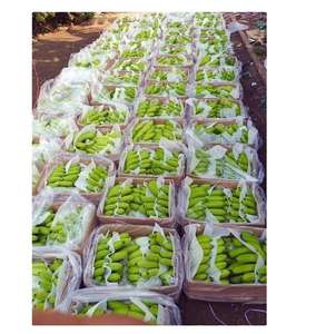 Organic Cavendish <b>Bananas</b> For Sale - Product Image 4