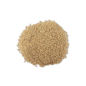 Nguồn gốc tinh khiết Benny vỏ hạt mè 48% tối thiểu màu trắng tươi khô PP mục đích kinh doanh cũng được biết đến Canary hạt giống - Product Image 4