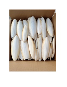 Os de seiche séchés et nettoyés de bonne qualité à prix avantageux, 100% meilleure qualité, os de seiche séchés en vrac en provenance du Vietnam - Product Image 5