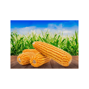 เมล็ดข้าวโพดสีเหลือง/ข้าวโพดสีเหลืองเกรดอาหาร - Product Image 1