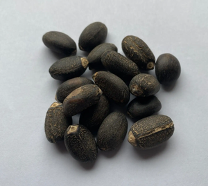 Semillas de jatropha naturales secas vendidas en fábrica Producto agrícola Premium - Product Image 4