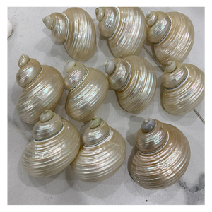 เปลือกหอยเทอร์โบสีเบอร์เวกส์ขนาด4-6ซม. เปลือกหอยโอเชี่ยนธรรมชาติขัดเงาสำหรับเครื่องประดับ DIY งานฝีมือและการออกแบบตกแต่งภายใน - Product Image 6