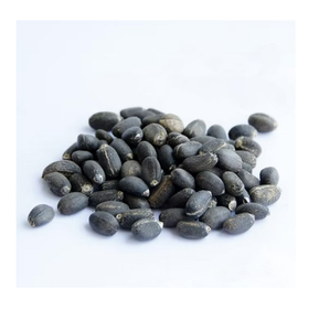 Giá rẻ khô jatropha hạt giống để bán Chất lượng cao cung cấp số lượng lớn cho sản xuất nhiên liệu sinh học nông nghiệp và xuất khẩu bán buôn trên toàn thế giới sử dụng - Product Image 3