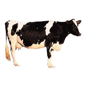 Ganado Bovino Vivo con Óptima Relación de Conversión Alimentaria y Crecimiento Rápido para Operaciones de Engorde, Disponible para Compra al por Mayor - Product Image 2