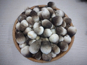 เห็ดฟางแช่แข็งแบบ OEM บรรจุภัณฑ์แบบ IQF หั่นครึ่งชิ้น เห็ดฟางแช่แข็งแบบ IQF 2.47 ออนซ์ เห็ดฟางหวานแช่แข็งแบบ IQF 16 ออนซ์ - Product Image 3