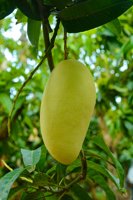 [Hete 2025] Oem Premium Cat Chu Mango-Van Nature Zoet En Vers! Geniet Van Heerlijk Tropisch Fruit Uit Vietnam