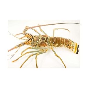 กุ้งก้ามกรามหางเรียบ ขนาดตามสั่ง สำหรับร้านอาหาร - Product Image 6
