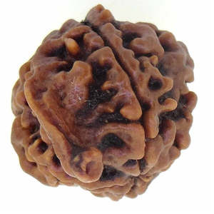 Rudraksha Nepalí Original y Certificado de 4 Mukhi Ganesha, Regalo Religioso Hindú - Product Image 2