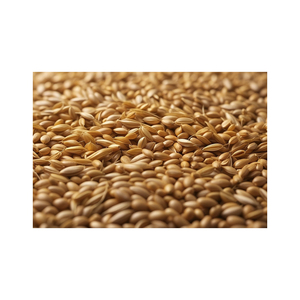 Semillas de cebada suministradas en grandes cantidades con precio de fábrica y envío rápido - Product Image 4