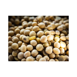 Vente en gros de soja biologique riche en protéines soja jaune de qualité supérieure sans OGM séché en usine-emballé - Product Image 2