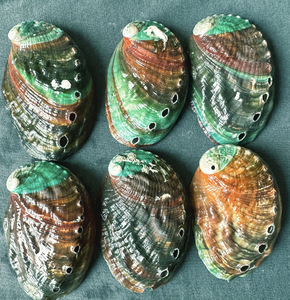 Coquillages d'ormeau polis Pièces décoratives irisées pour l'océan - Product Image 5