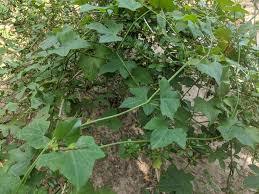 PROVEEDOR DE VIETNAM COCCINIA GRANDIS ANNONA GLABRA - Product Image 2